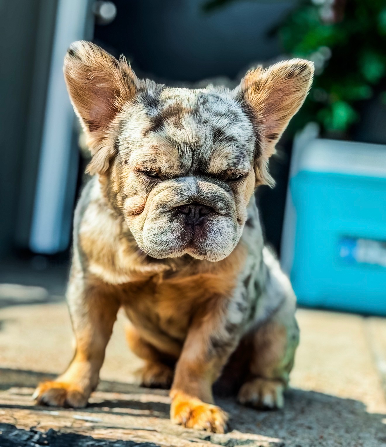 Sub-Zero β fluffy merle French Bulldog flagship stud